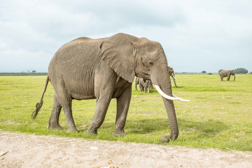 a large elephant standing on top of a lush green field