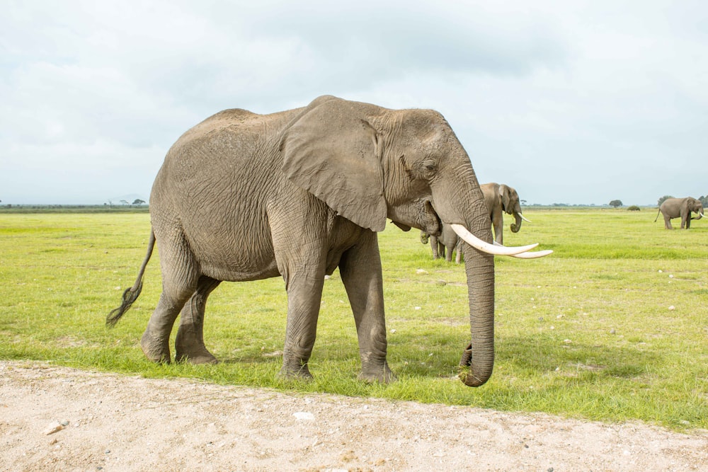 a large elephant standing on top of a lush green field