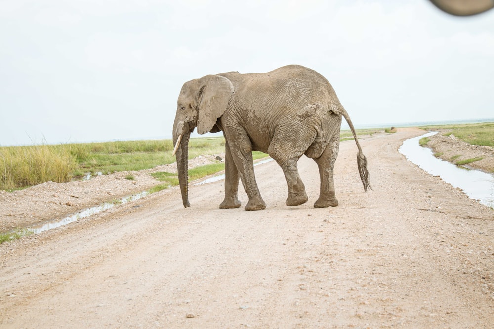 an elephant crossing a dirt road in the wild