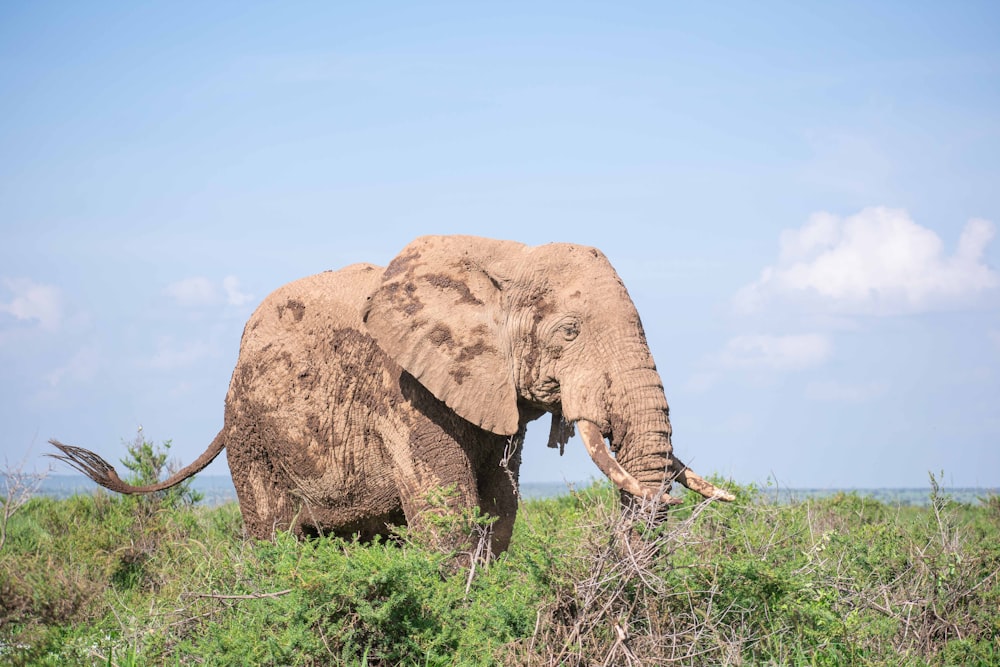 an elephant standing in a grassy area with a sky background