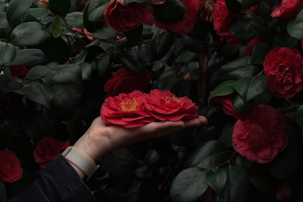 a person holding a red flower in their hand