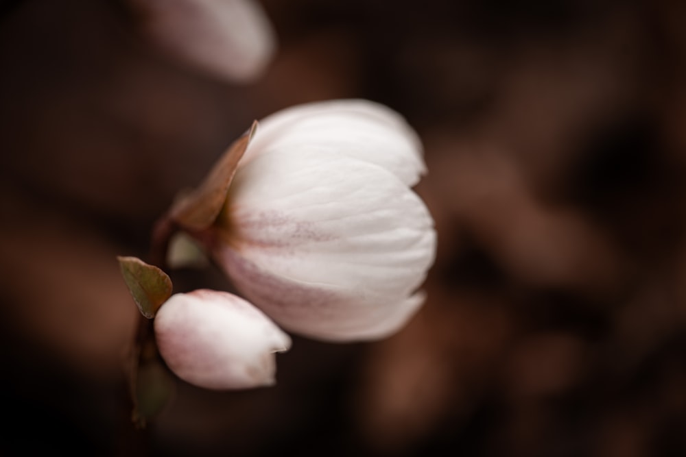 a close up of a flower on a tree