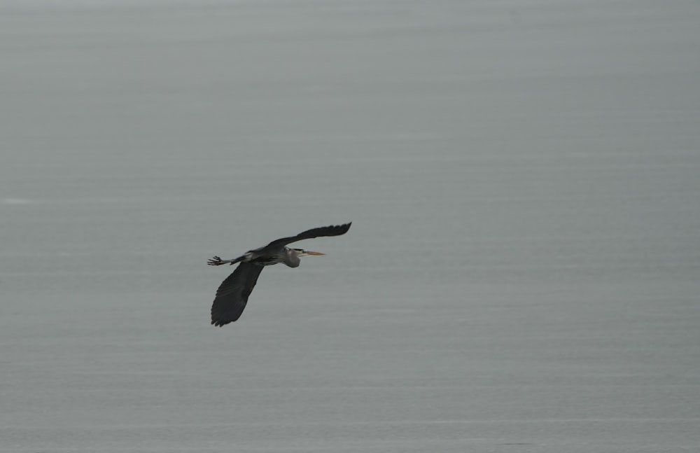 a large bird flying through a foggy sky