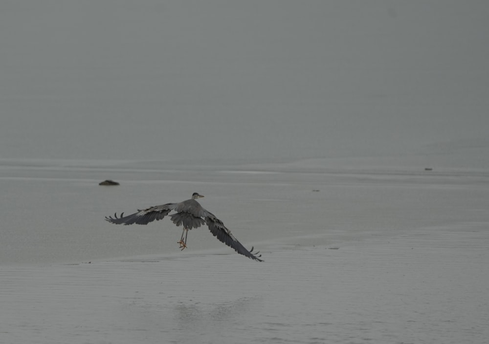 a bird is flying low over the water