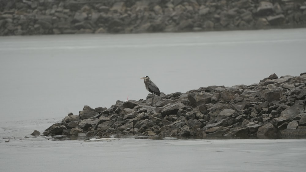 a bird is sitting on a pile of rocks