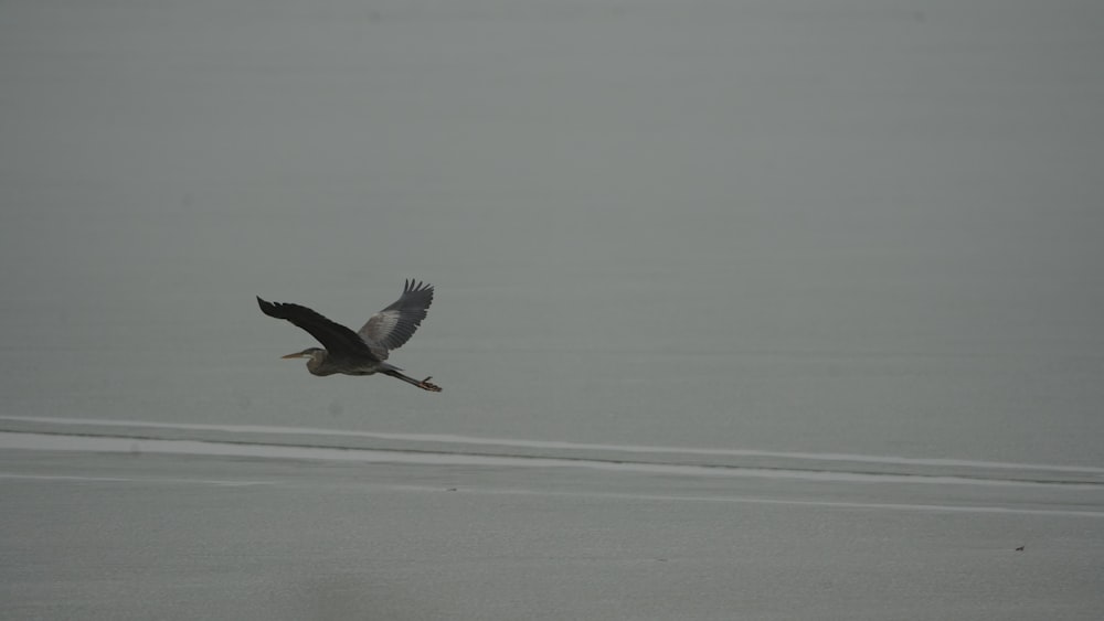 a bird flying in the air on a foggy day