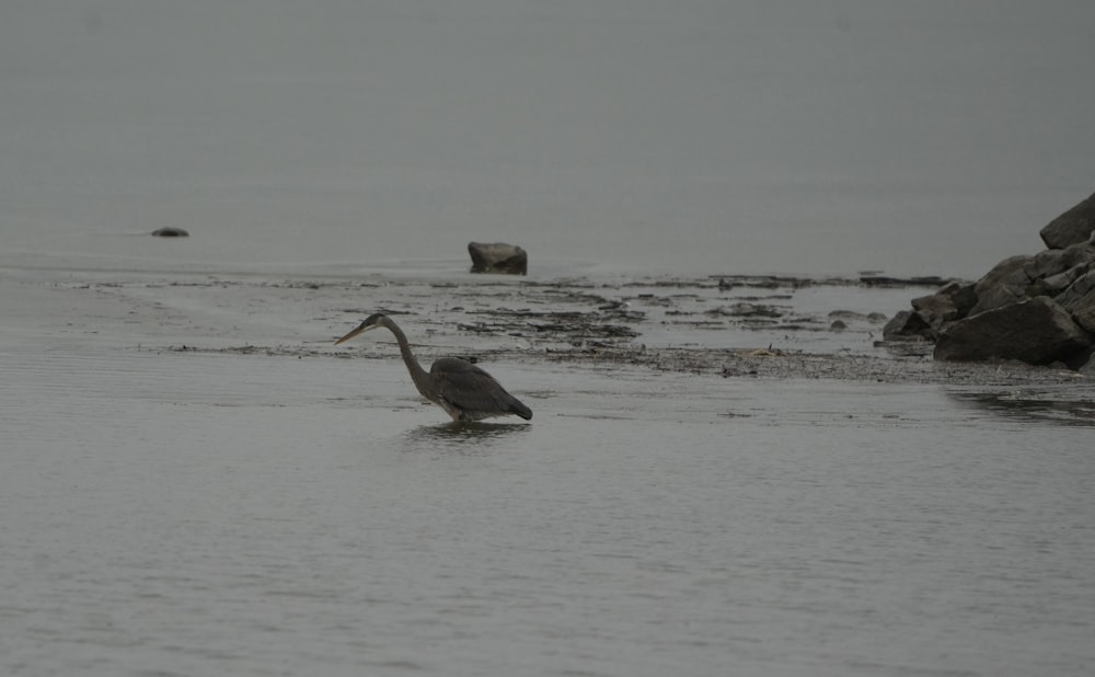 a bird wading in the water on a foggy day