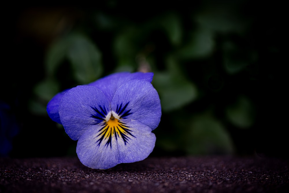 a purple flower with a yellow center sitting on a black surface