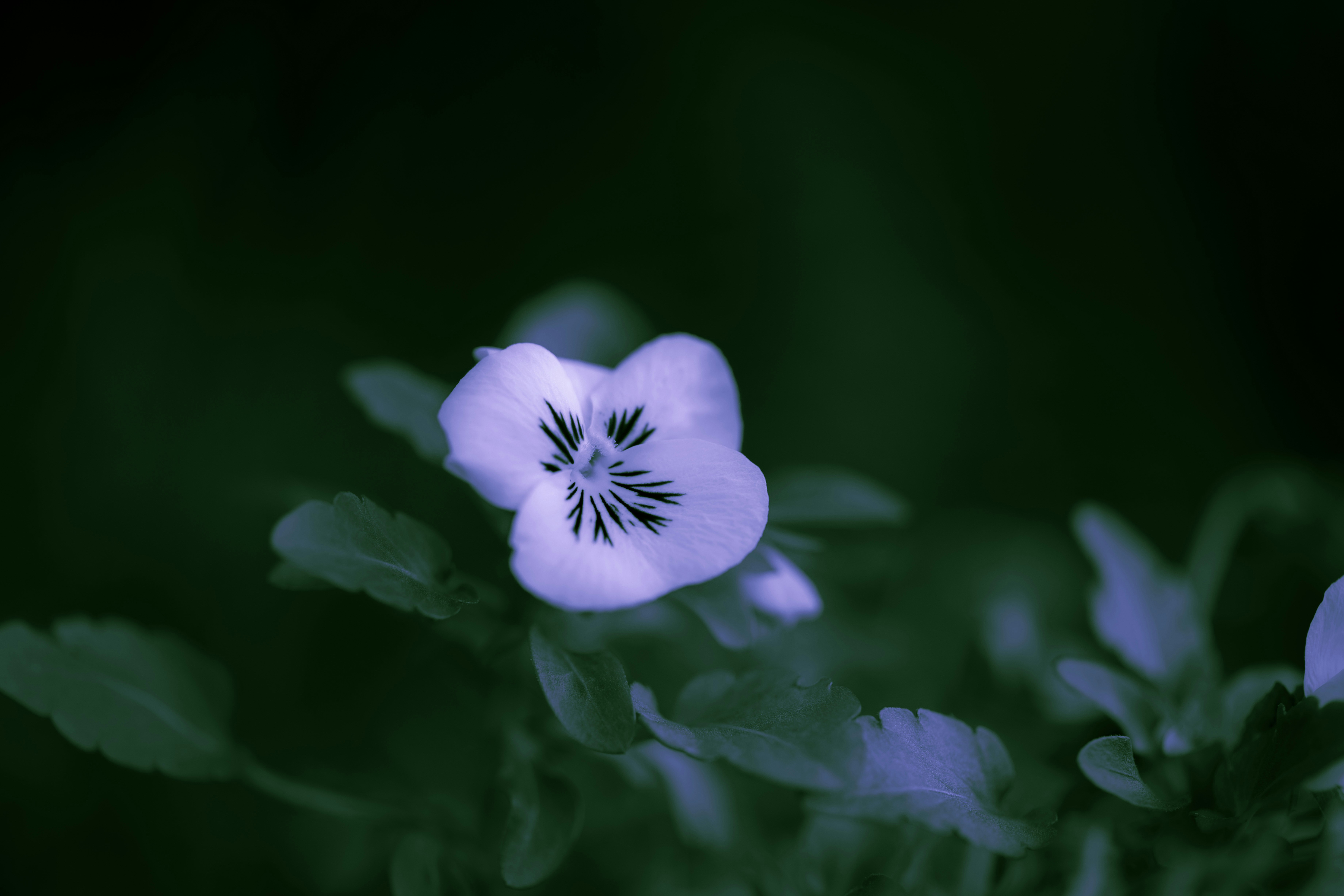 Image of community event