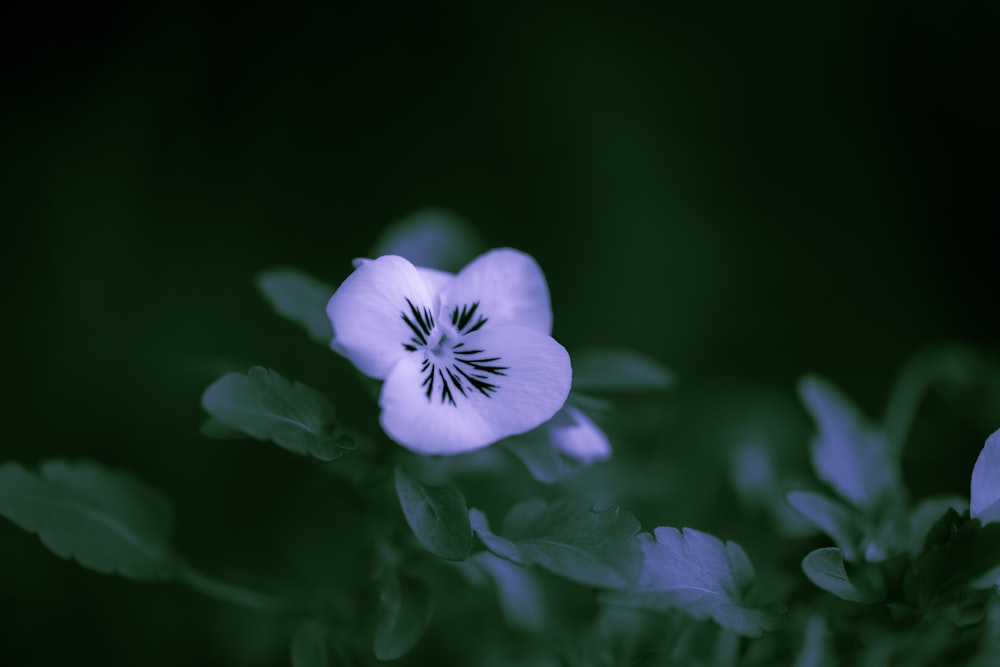 a small white flower with a black center