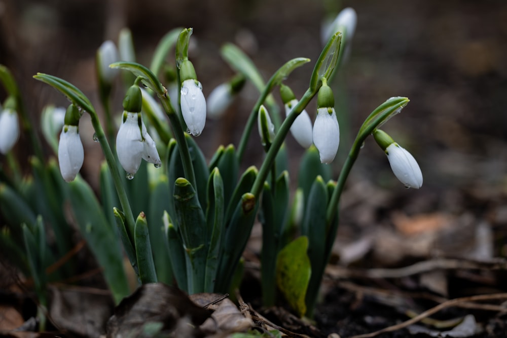 a group of snowdrops growing in the woods