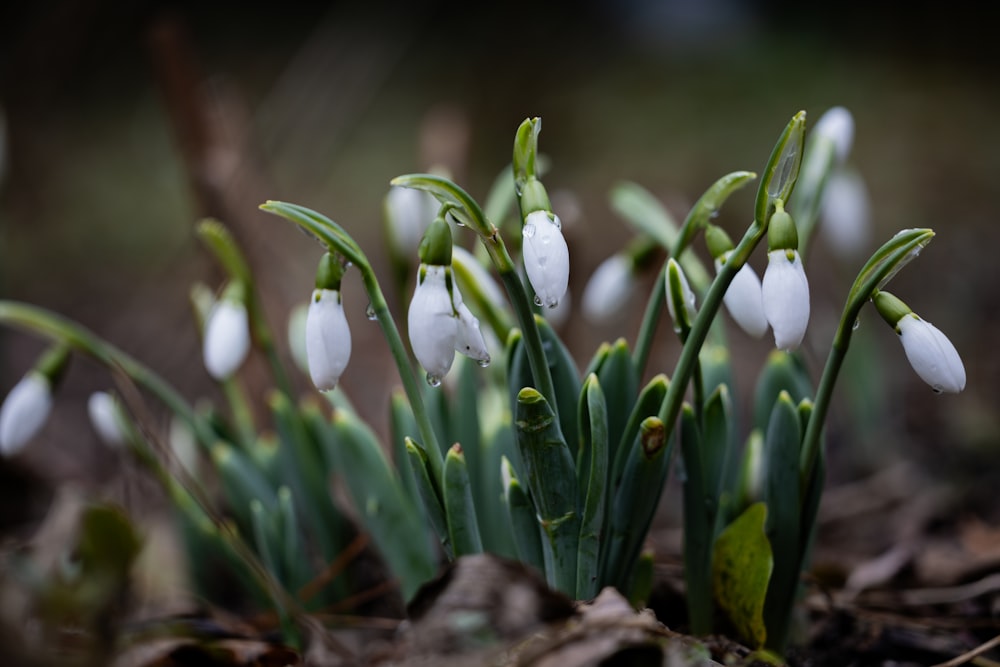 a group of snowdrops growing out of the ground