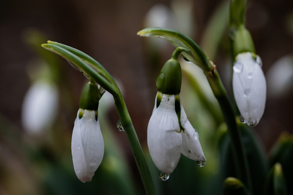 a close up of some white flowers with drops of water on them