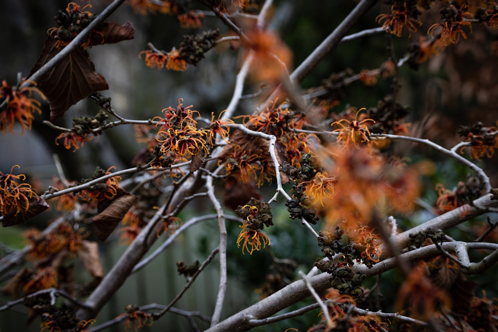 a close up of a tree with orange flowers