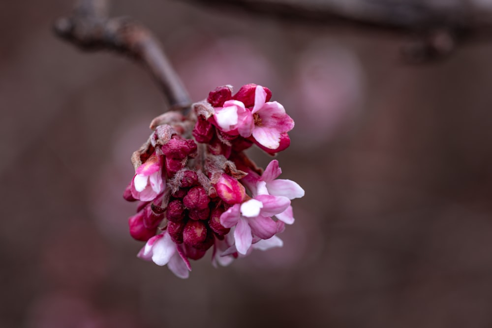 a close up of a flower on a tree branch