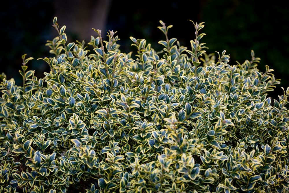 a close up of a bush with green leaves