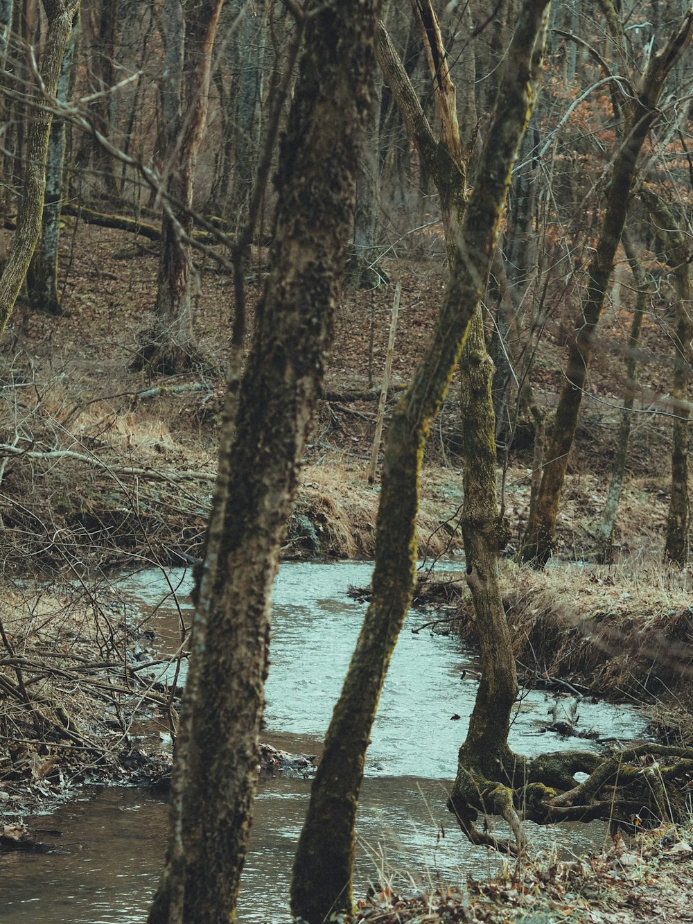 a stream running through a forest filled with trees