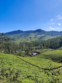 a lush green field with mountains in the background