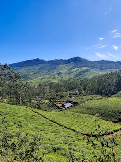 a lush green field with mountains in the background
