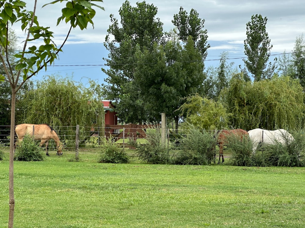 a couple of horses grazing on a lush green field