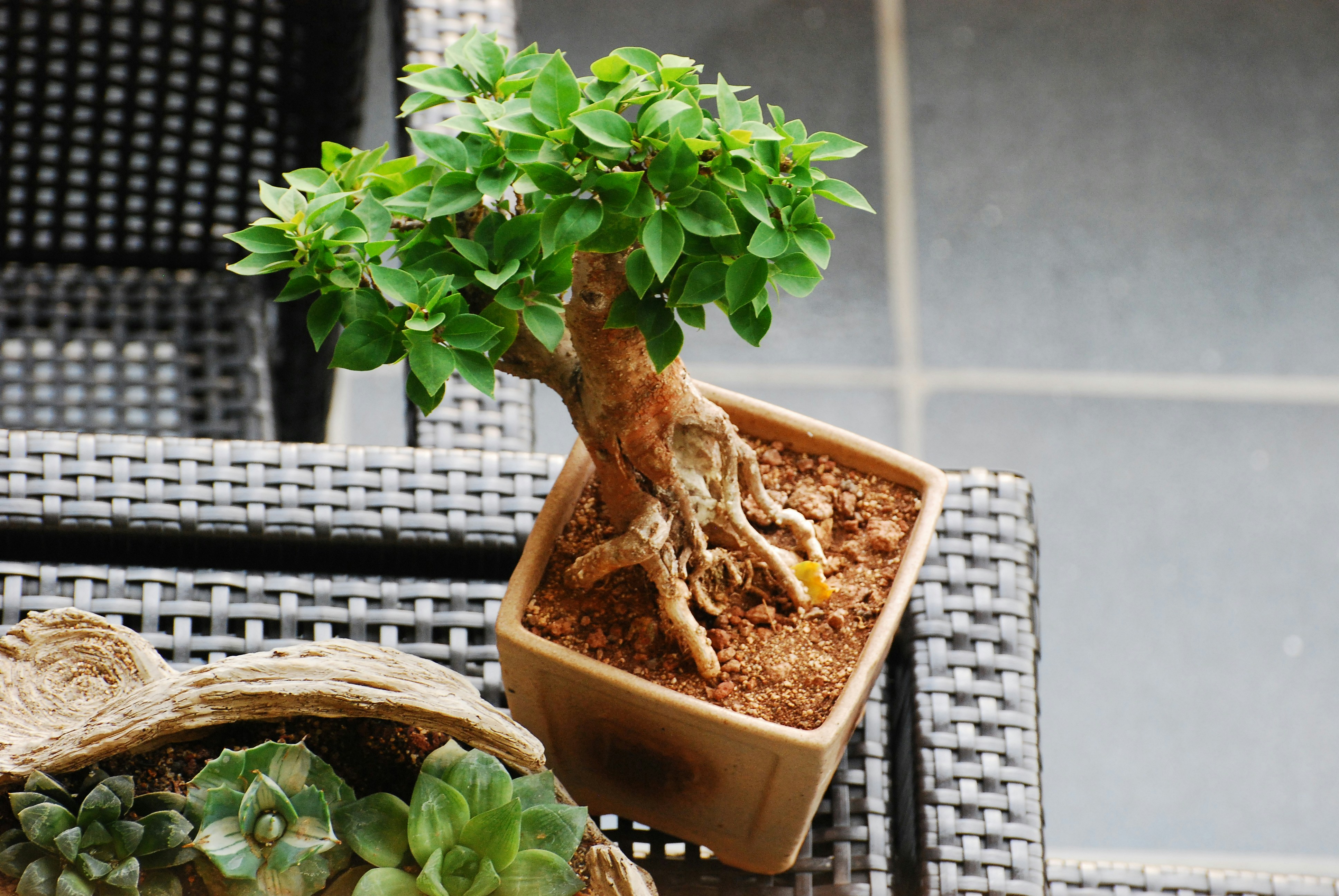 A small Ficus microcarpa bonsai tree with exposed roots in a square pot on a dark woven table.