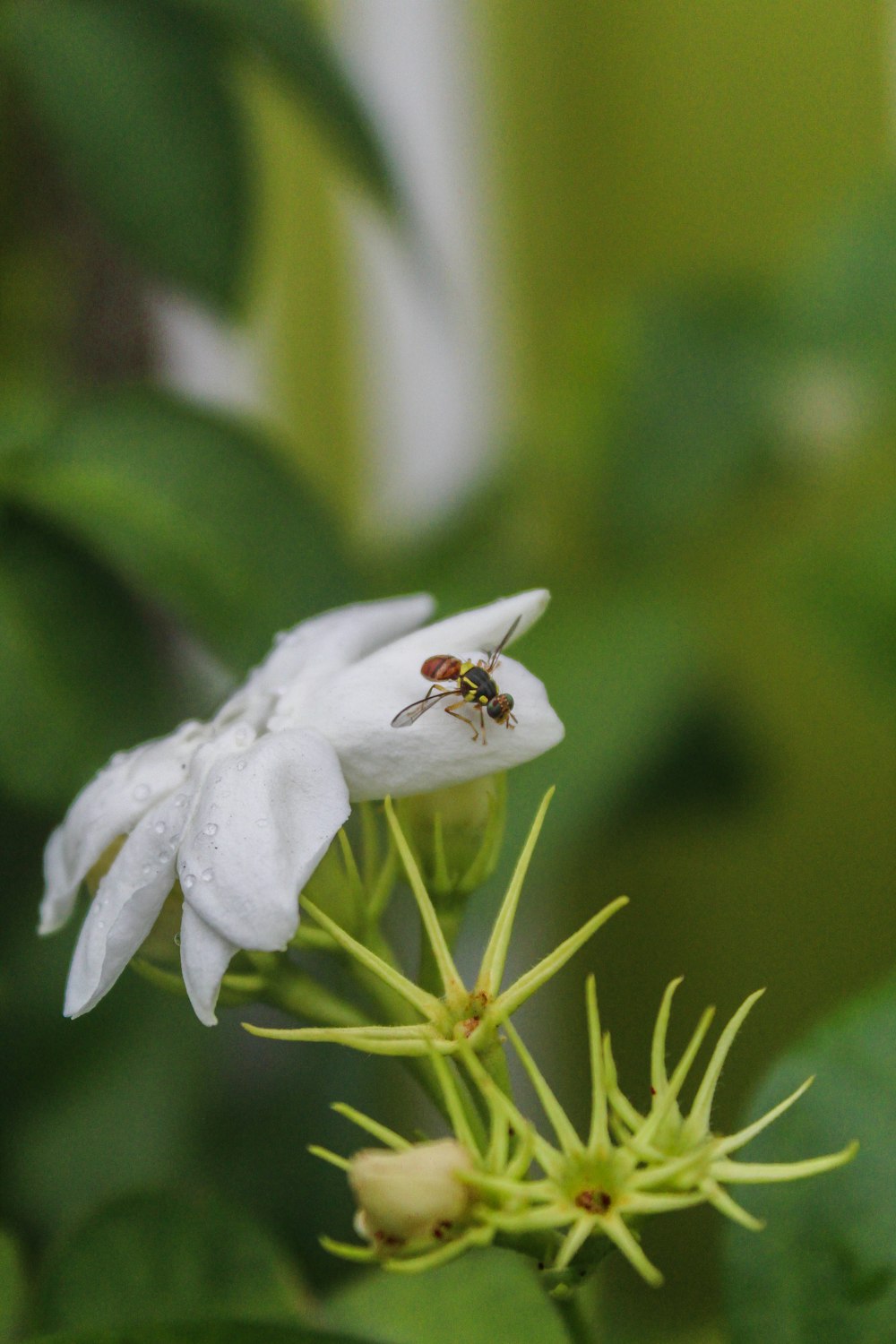 a close up of a flower with a fly on it