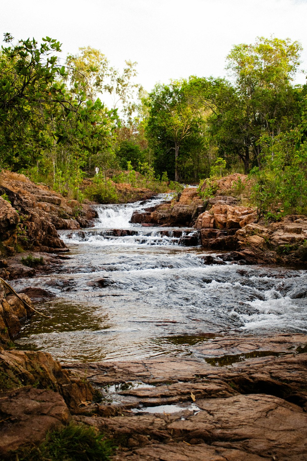 a river running through a lush green forest