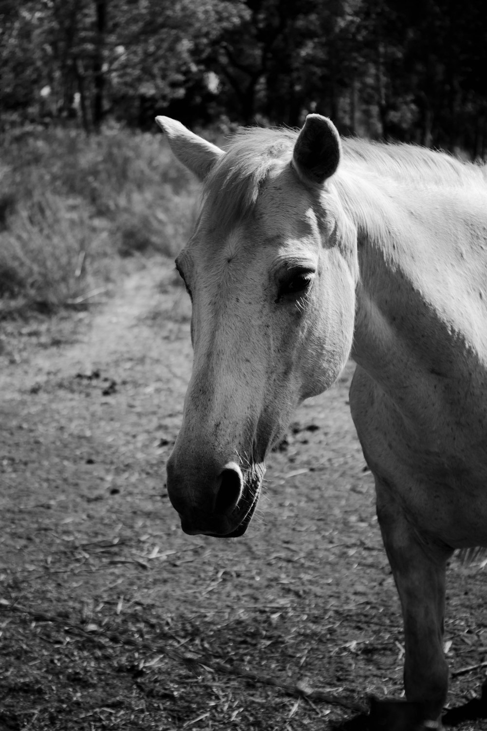 a black and white photo of a horse