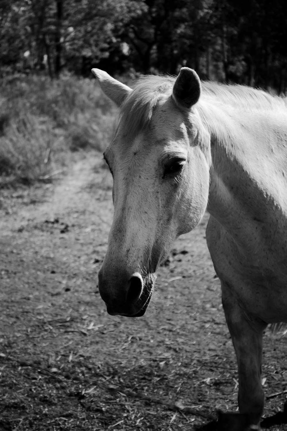 una foto in bianco e nero di un cavallo