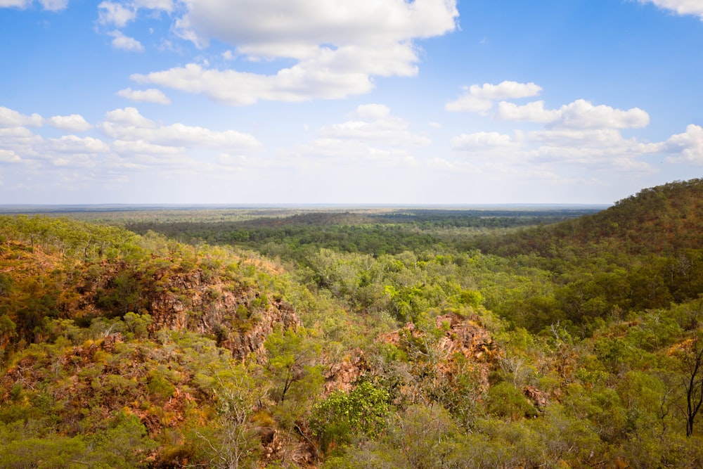 Una foresta verde e lussureggiante piena di molti alberi