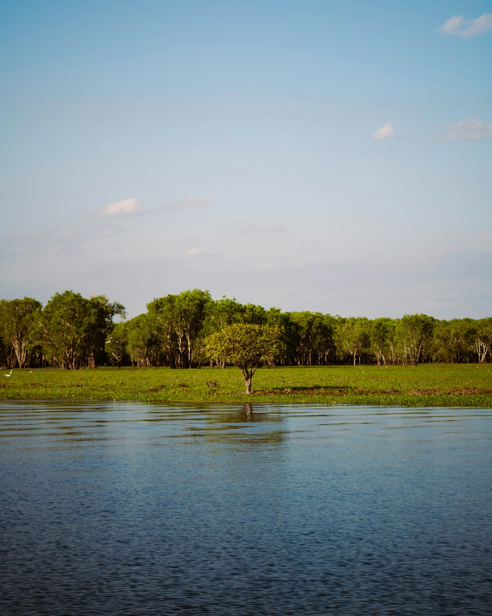 a large body of water surrounded by trees