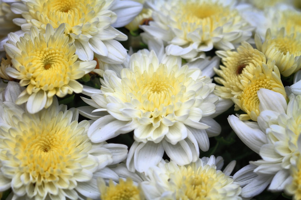 a bunch of white and yellow flowers with yellow centers