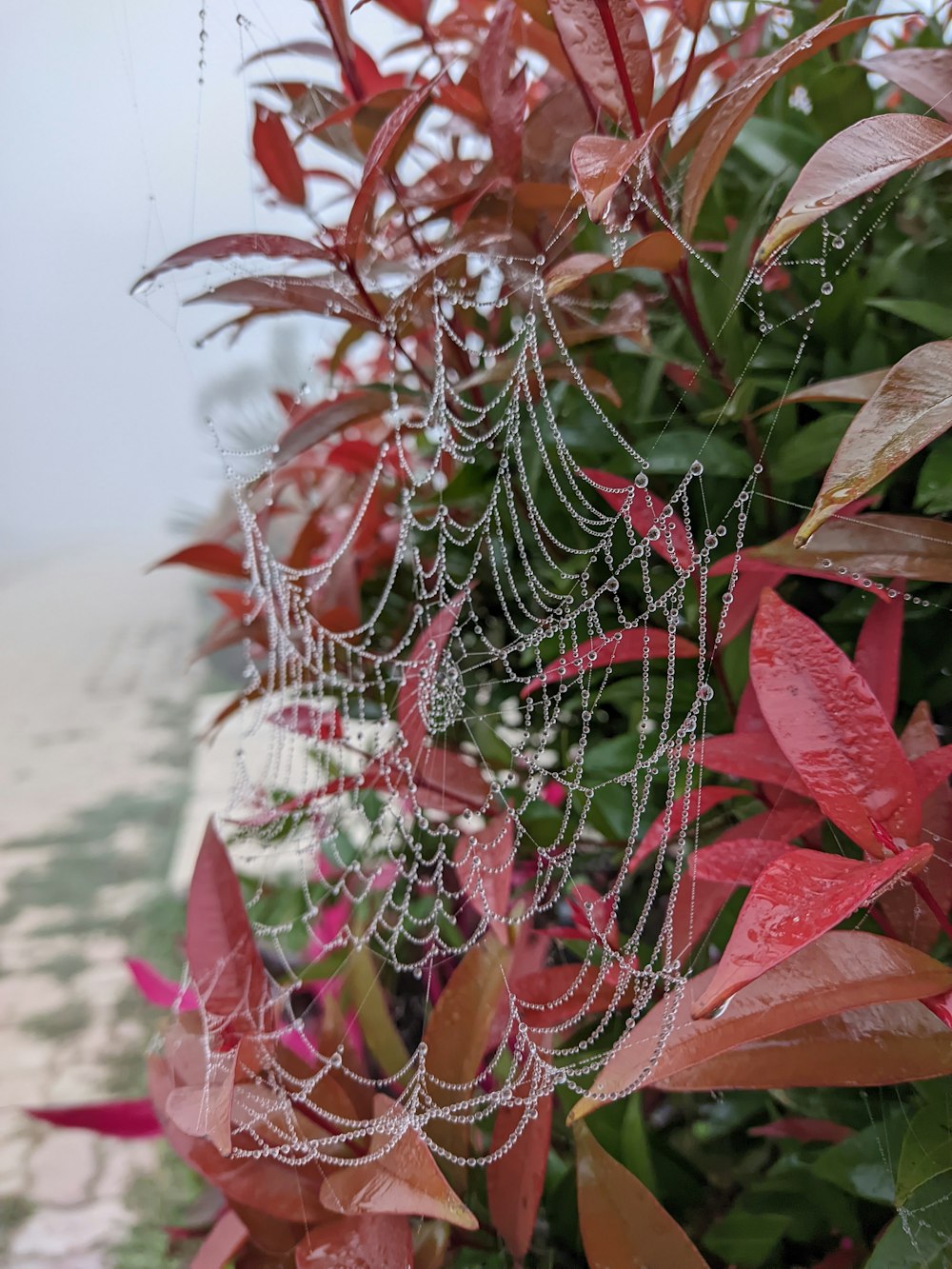 a close up of a spider web on a plant