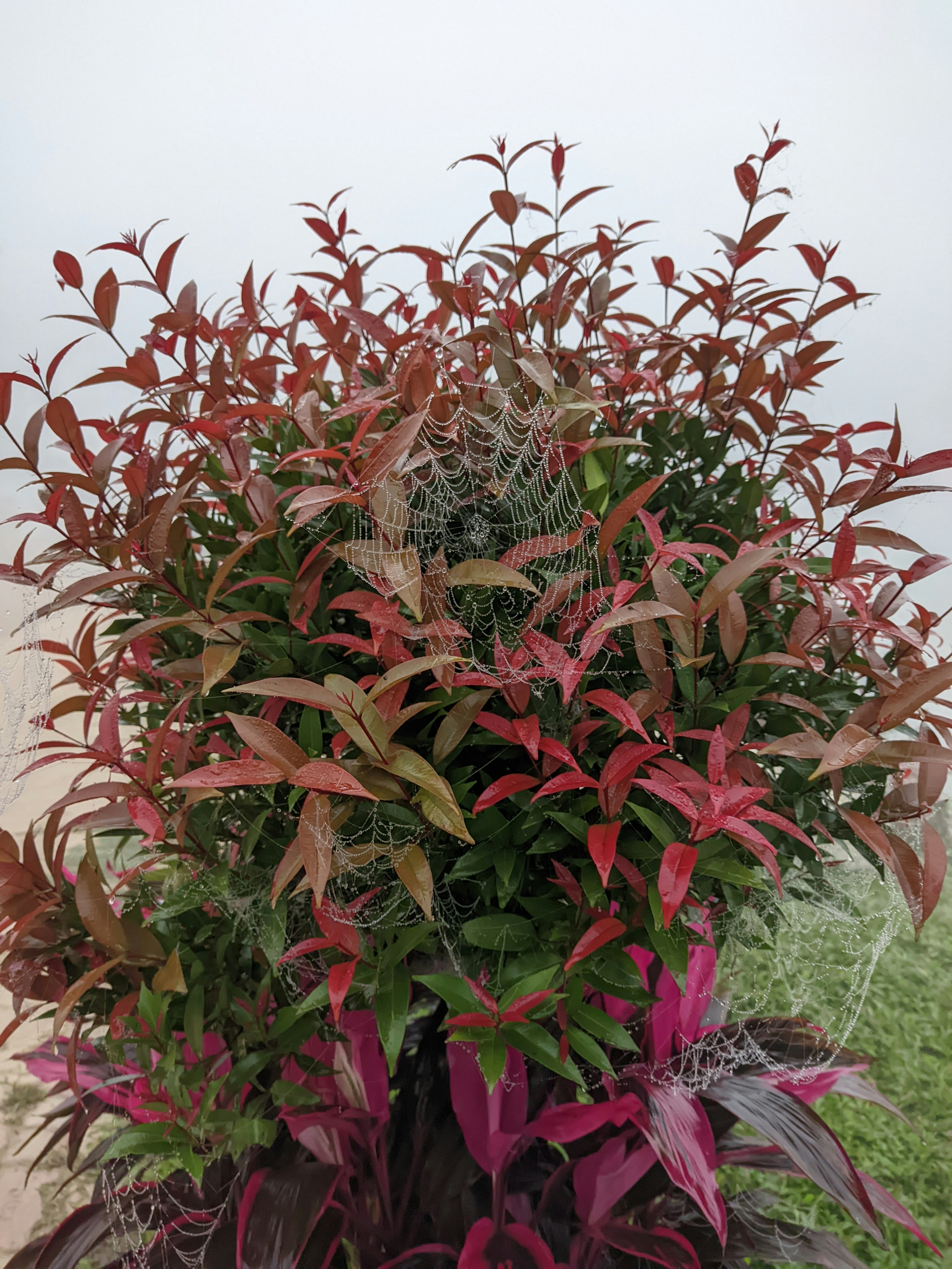a bush with red leaves and a spider web on it
