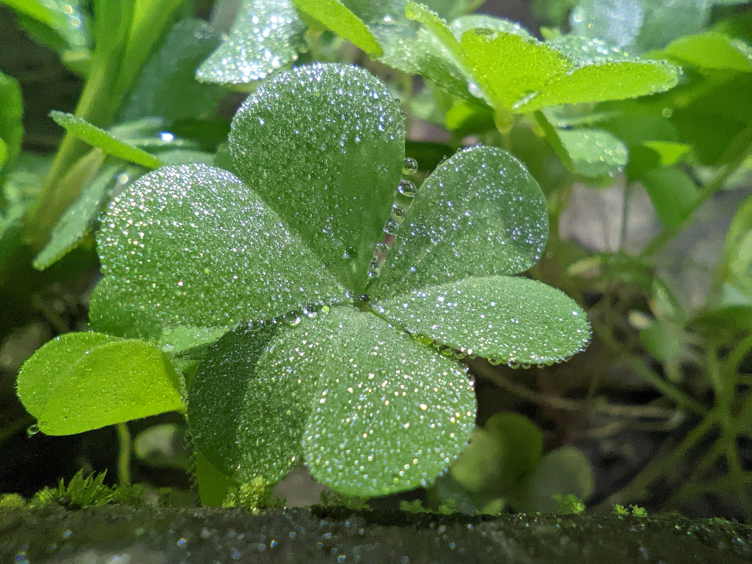 a close up of a leafy plant with drops of water on it