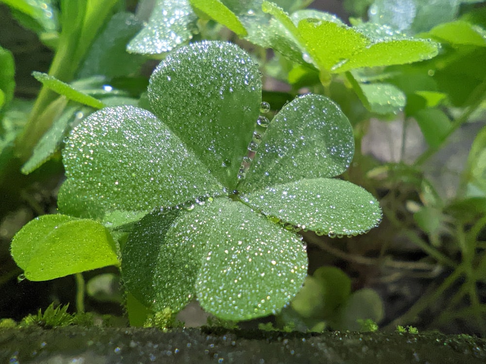 a close up of a leafy plant with drops of water on it