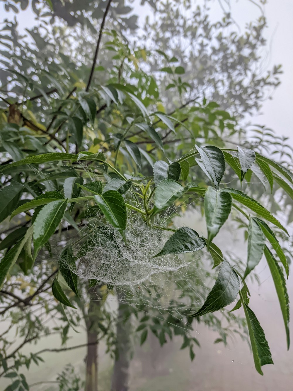 a spider web hanging from a tree branch