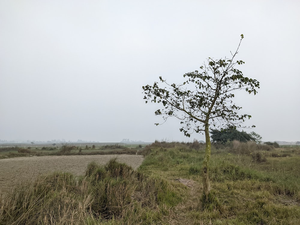 a lone tree in a grassy field on a cloudy day