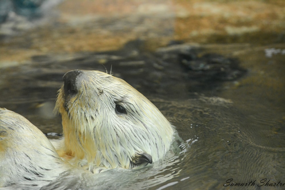 a close up of a polar bear in the water