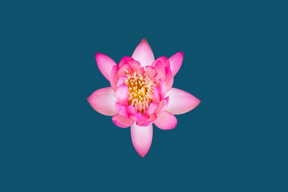 a pink flower with a yellow center on a blue background