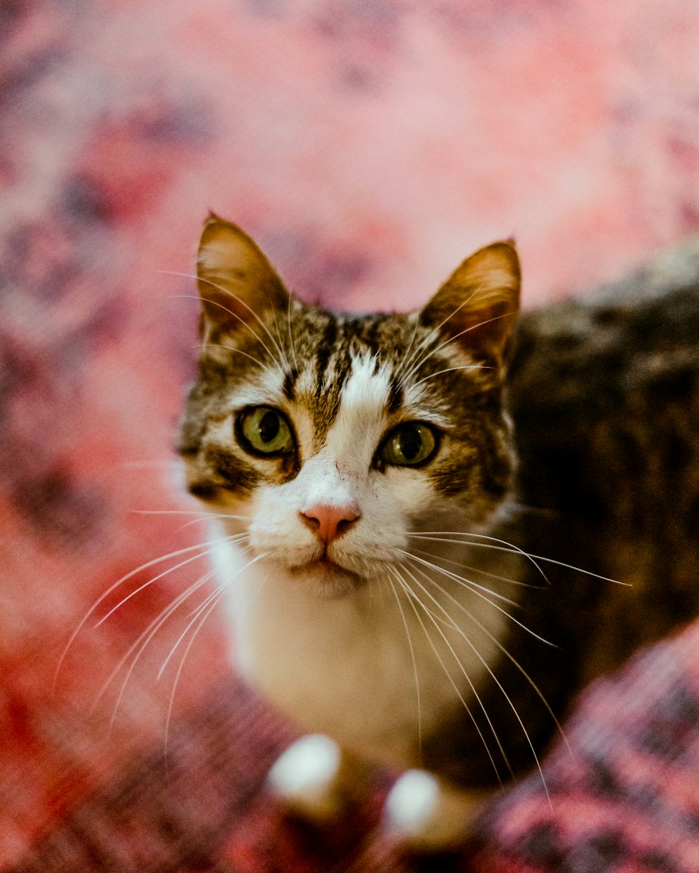 a close up of a cat on a rug