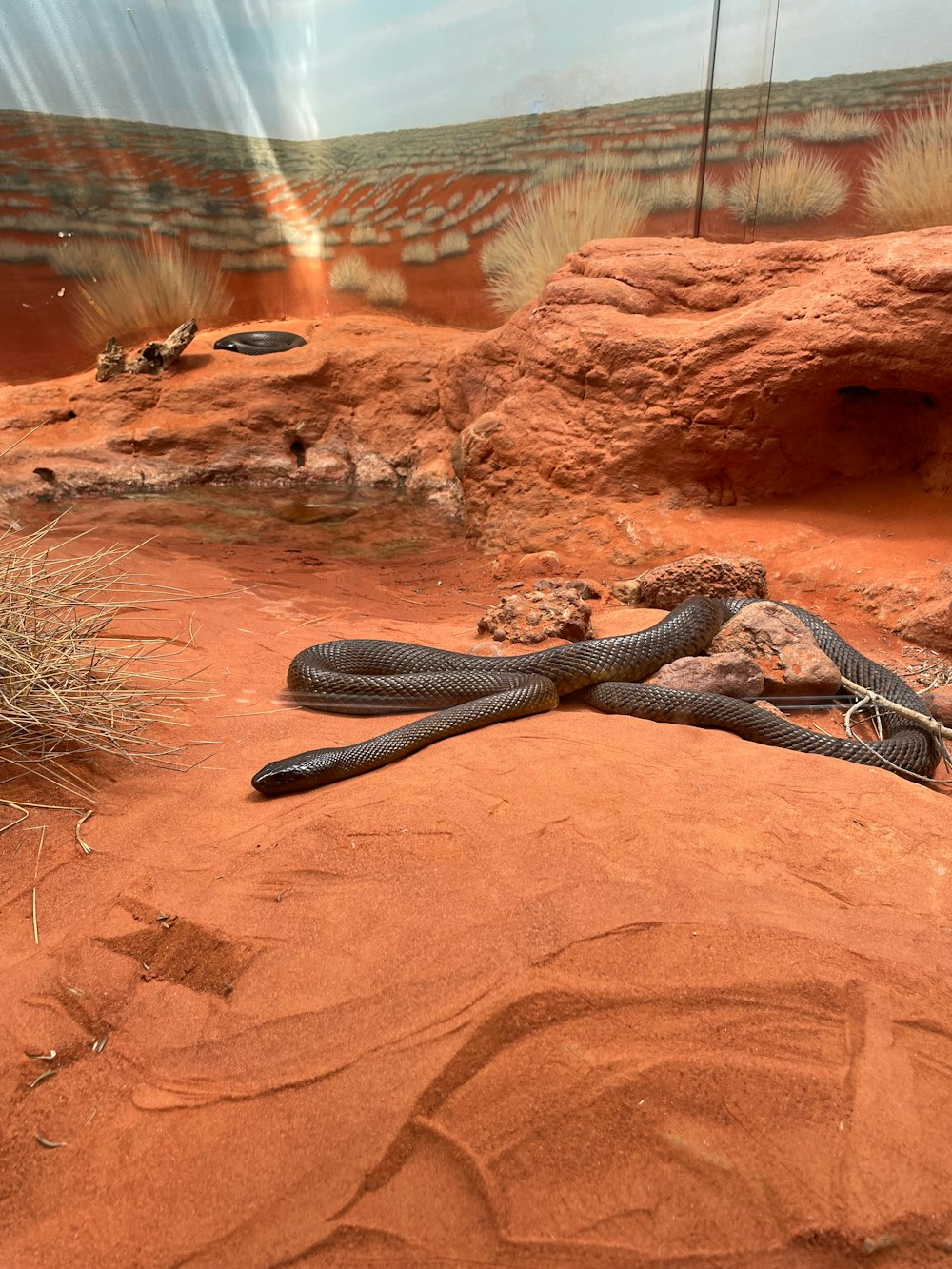 a snake laying on a rock in the desert