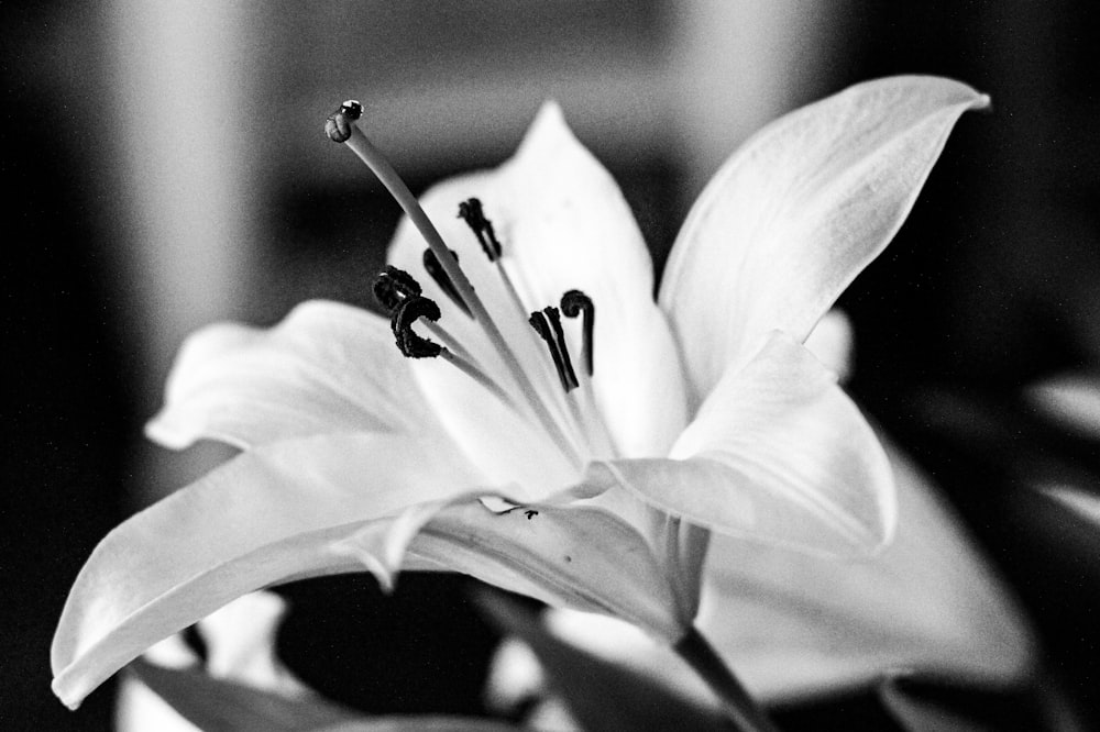 a black and white photo of a flower