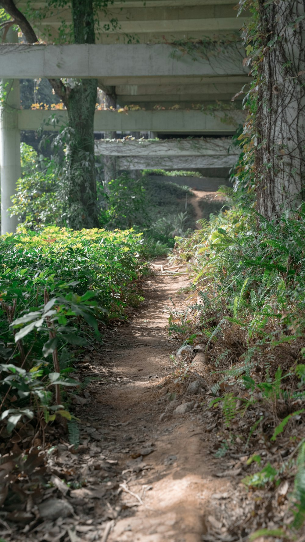a dirt path in the woods under a bridge