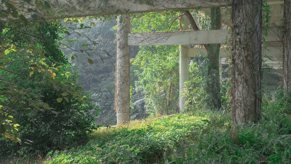 a view of a wooded area with trees and bushes