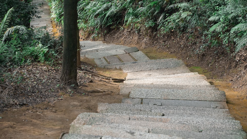 a set of stone steps leading up to a tree