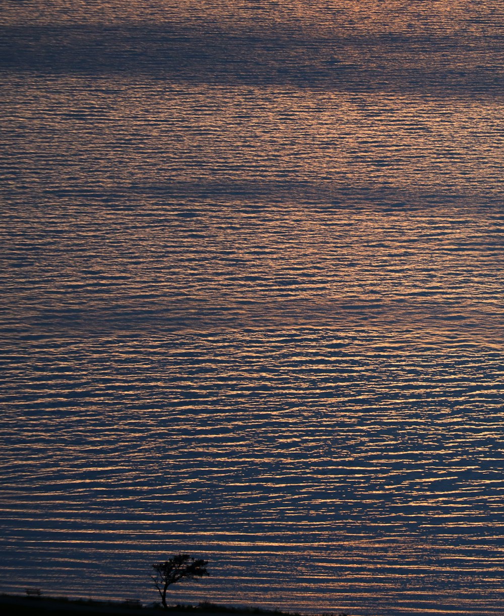 a lone tree is silhouetted against the setting sun