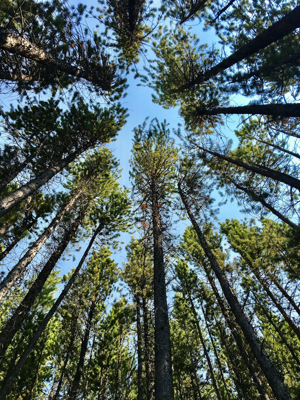 a group of tall trees standing next to each other