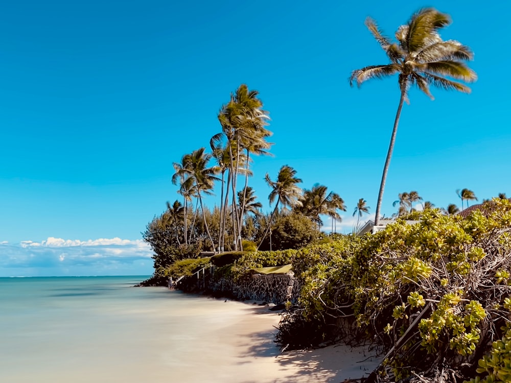 a sandy beach with palm trees on a sunny day