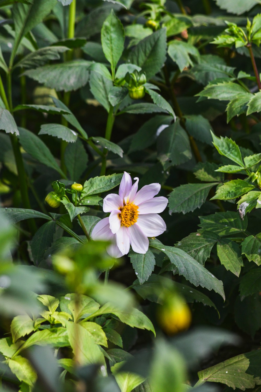 a pink flower with a yellow center surrounded by green leaves